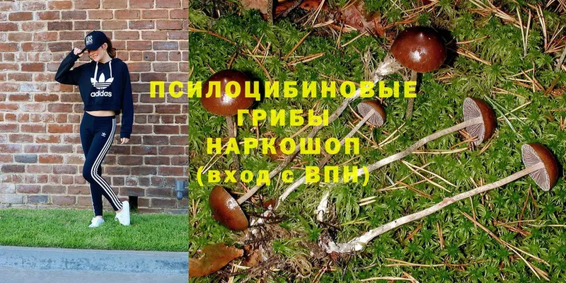 Псилоцибиновые грибы Psilocybe Куйбышев